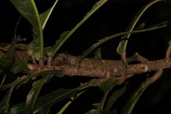Lebeda nobilis