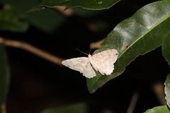 Catoria sublavaria
