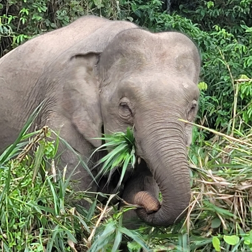 Elephants