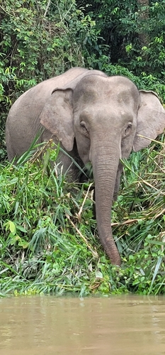 Asian elephant