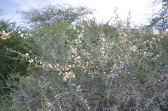 Vachellia kirkii