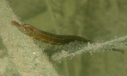 Deep-bodied pipefish (Kaupus costatus) — Syngnathidae — 5