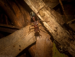 Myrmecia comata
