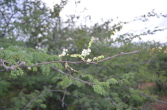 Senegalia polyacantha