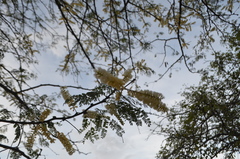 Senegalia polyacantha