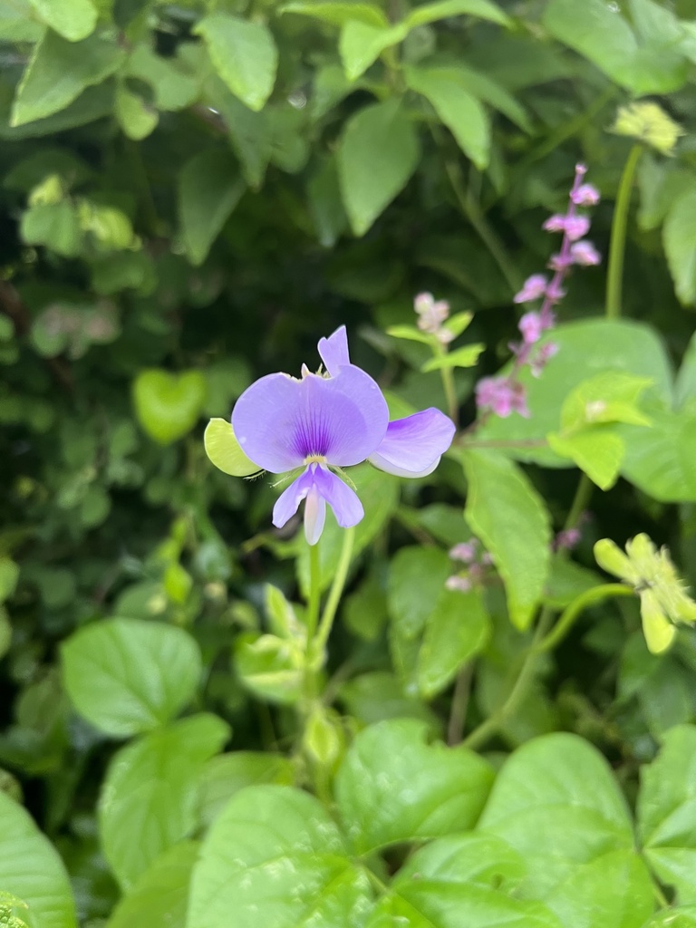 Vigna membranacea