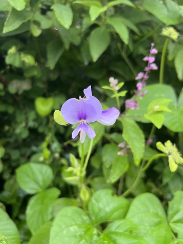 Vigna membranacea