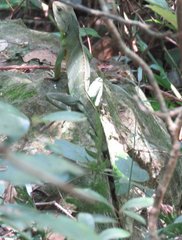 Physignathus cocincinus