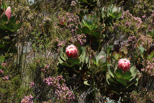 Image of Protea grandiceps by (c) Tony Rebelo, some rights reserved (CC BY-SA)