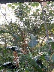 Heliconia latispatha image
