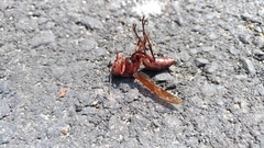 Polistes tenebricosus