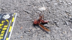 Polistes tenebricosus