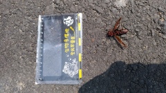 Polistes tenebricosus