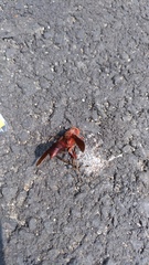 Polistes tenebricosus