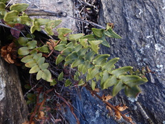 Pellaea calidirupium