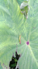 Gesonula punctifrons