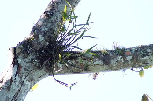 Scaphyglottis imbricata, photograph 6
