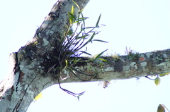 Scaphyglottis imbricata, photograph (c) Carlos Domínguez-Rodríguez, some rights reserved (CC BY)