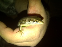 Trachylepis maculilabris