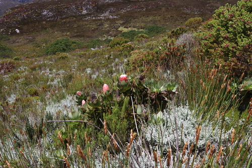 Image of Protea grandiceps by (c) Tony Rebelo, some rights reserved (CC BY-SA)