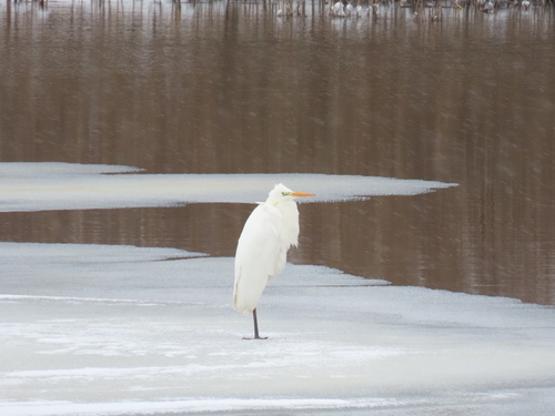 Garceta grande (Ardea alba)