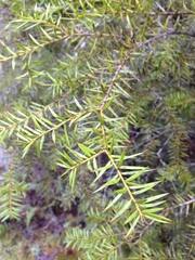 Podocarpus acutifolius