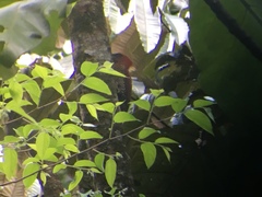 Chrysophlegma miniaceum