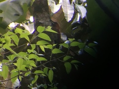 Chrysophlegma miniaceum