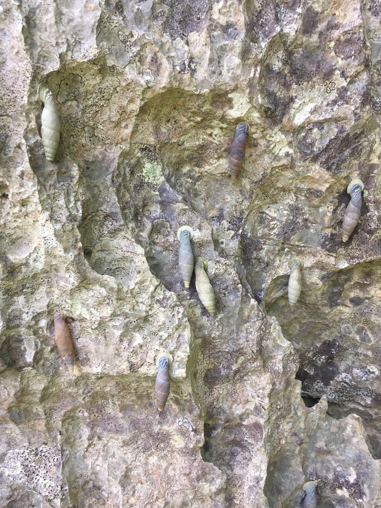 Tropidauchenia