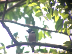 Eurylaimus ochromalus