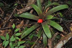 Guzmania desautelsii image