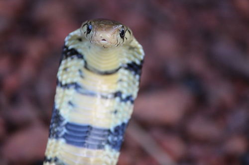 West African Banded Cobra