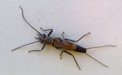 Perlodes microcephalus