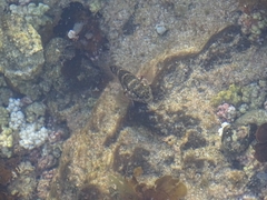 Mauligobius maderensis