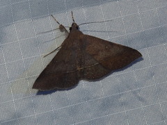 Hypospila bolinoides