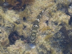 Mauligobius maderensis