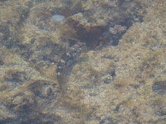 Mauligobius maderensis
