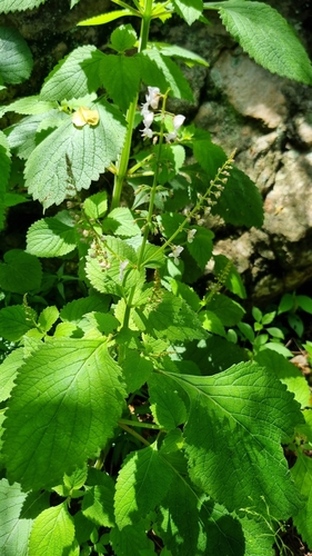 Foto de Boldo-gambá