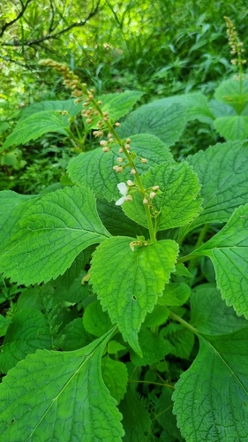 Foto de Boldo-gambá