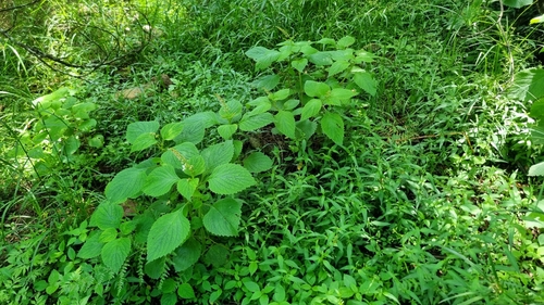 Foto de Boldo-gambá