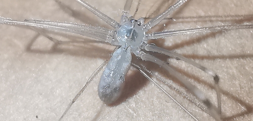 Long-bodied Cellar Spider, 7845 TP Holsloot, Nederland, photo 10 of 10