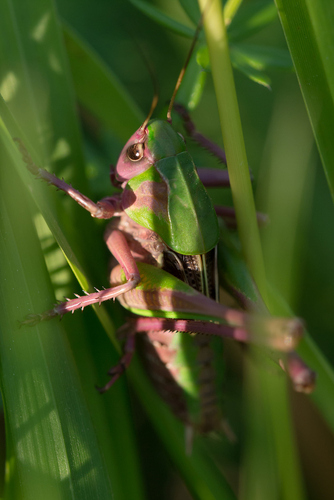 Decticus verrucivorus