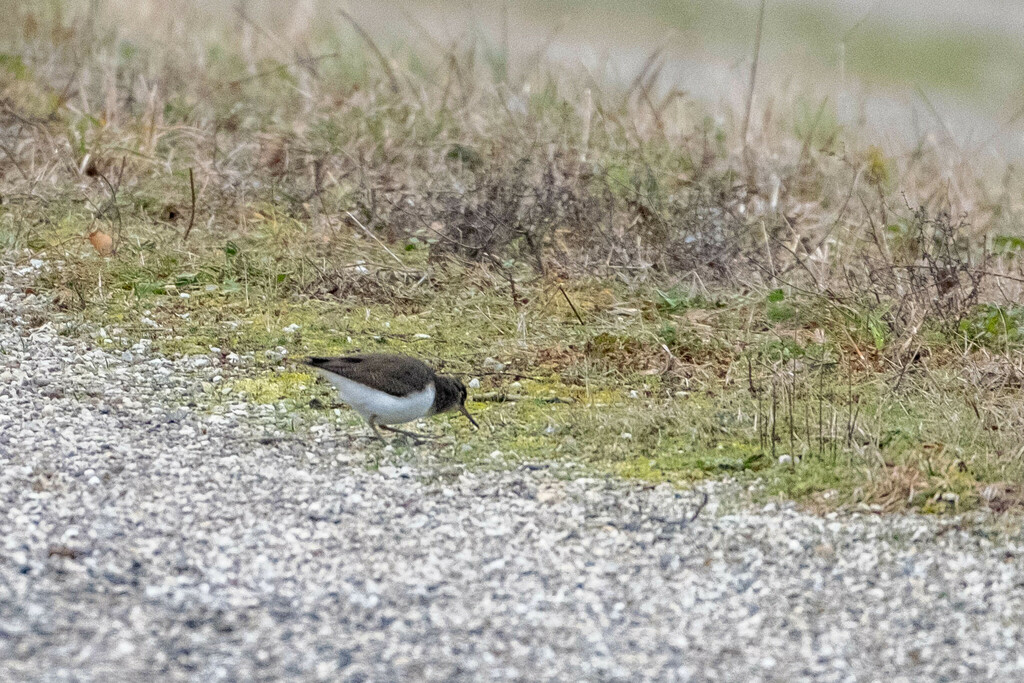 Common Sandpiper from 69420 Ampuis, France on January 13, 2024 at 12:34 ...