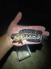 Spotfin Jawfish photo 3