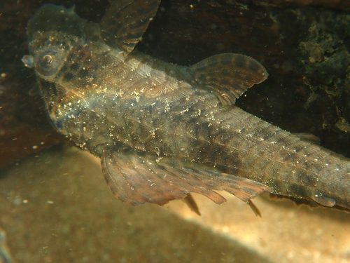 Hypostomus cafuringa