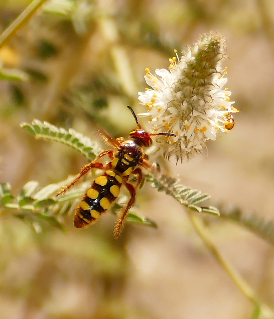 Colpa octomaculata texensis