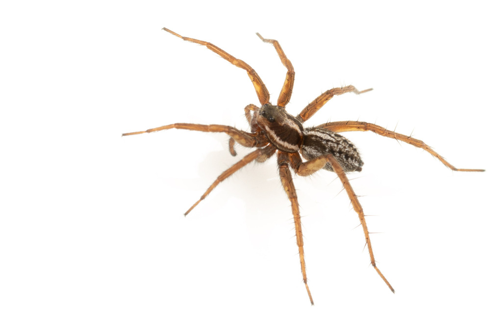 Labrador Thin-legged Wolf Spider
