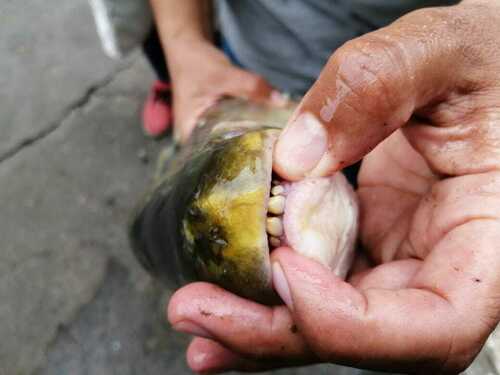 Ecuadorian leporinus (Leporinus ecuadorensis) — Anostomidae — 4