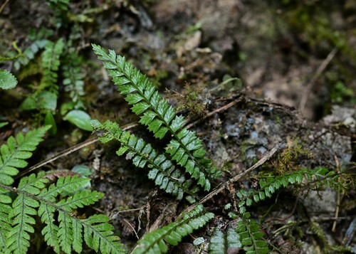 Polystichum lanceolatum observed 2023-12-26