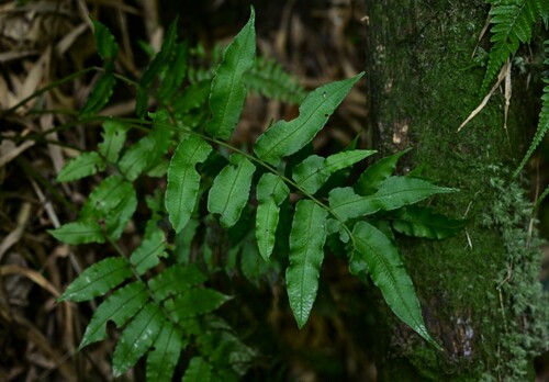 Diplaziopsis cavaleriana iNat (1)